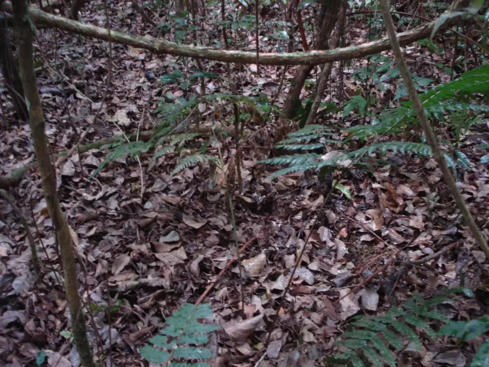 Hojarasca en el suelo del bosque.