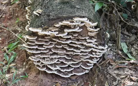 Fungi ayudando con la descomposici�n del tronco.