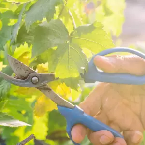 Paraguay celebra el D�a de Santa Ana con fe, tradici�n y poda de plantas frutales