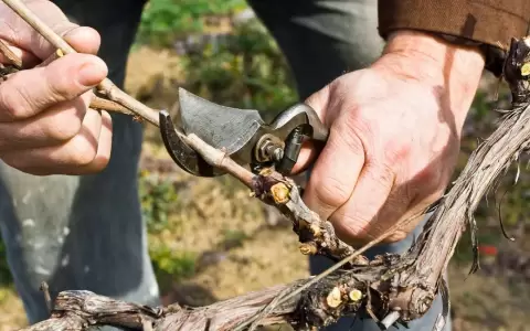 Poda de parra de uvas.