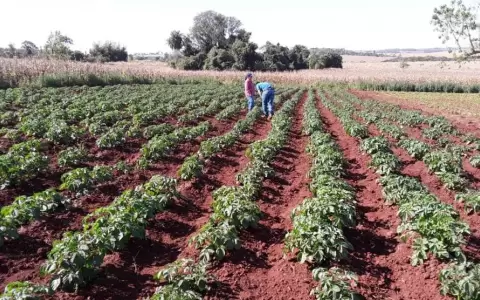 Producci�n de papa.