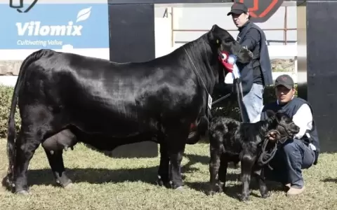 Hasta la fecha, es la raza con el animal de campo y de bozal m�s caro de la edici�n.