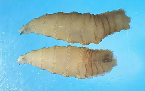 Imagen de archivo de la larva del gusano barrenador.