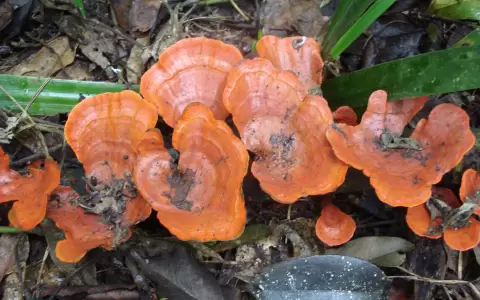 Vistosos hongos naranja ayudando a la descomposici�n.
