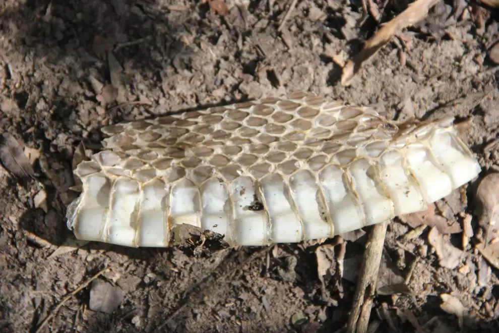 Reciclaje natural y los héroes ocultos en la naturaleza -Alberto Yanosky