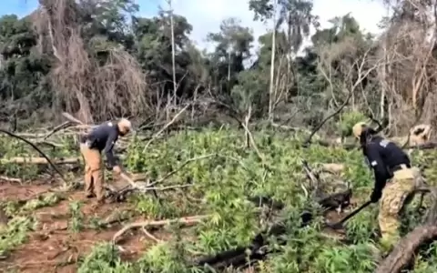 Destrucci�n de marihuana en Curuguaty.