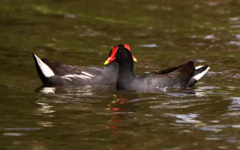 Glallinula galeata pareja.