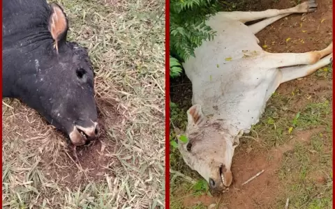 Ganado con extra�as mutilaciones.
