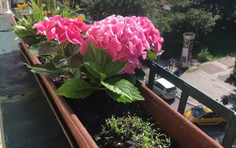 Para muchos, el mayor obst�culo para encargar el cuidado de las plantas es la insuficiente confianza en los vecinos.