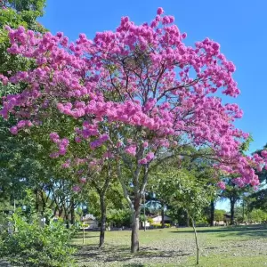 Tajy en flor: Asunción toda de rosa