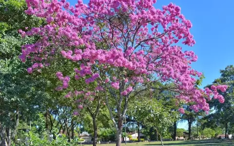 Ejemplar de lapacho rosado.