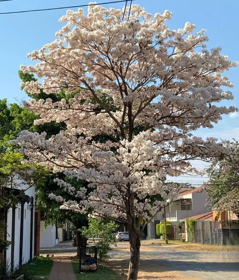 Ejemplar de lapacho blanco.