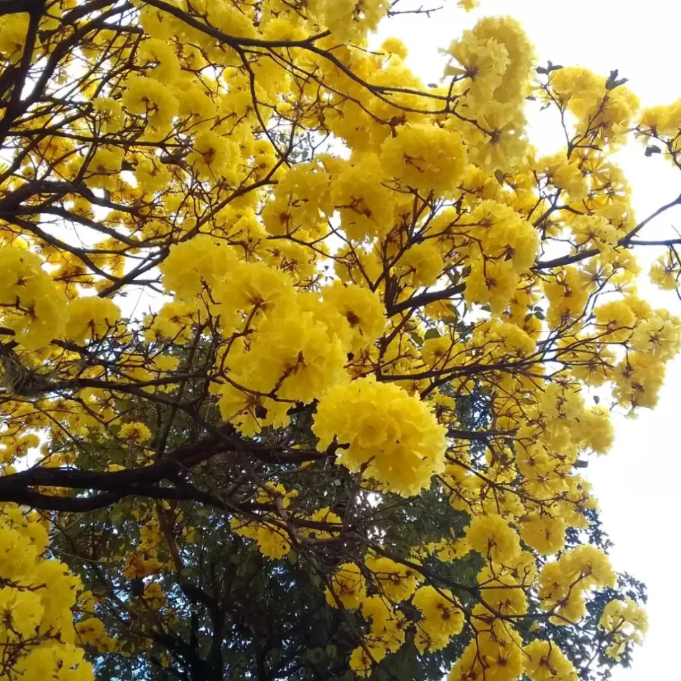 Ejemplar de lapacho amarillo. Foto de Ra�l Rivarola.