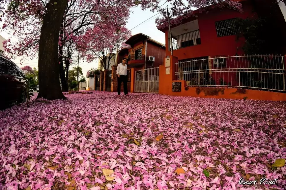 Alfombra rosa.