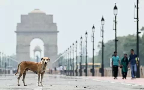 Se calcula que en India hay 62 millones de perros callejeros como este, que parece posar con la Puerta de India como trasfondo, en Nueva Delhi.