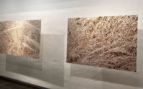 "todo alrededor MALEZA", muestra de Wolfgang Krauch en el CAV/Museo del Barro .