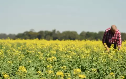 Producci�n de canola.