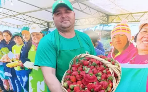 Producci�n de frutilla super� expectativas este a�o.