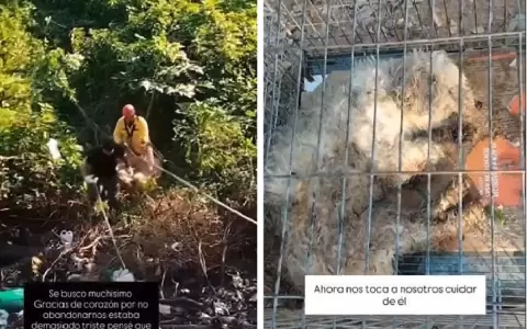 Rescaton a un perro que pidi� auxilio por tres d�as.