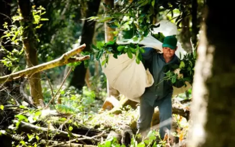 Yerba marte en la comunidad ind�gena del pueblo Ach�.