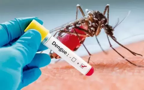 Mosquito transmisor del dengue.
