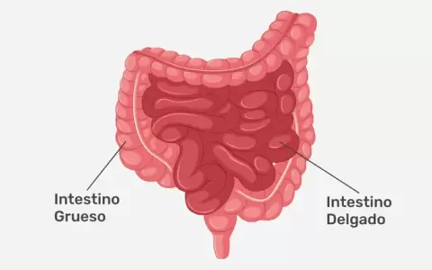 Intestino delgado y grueso.