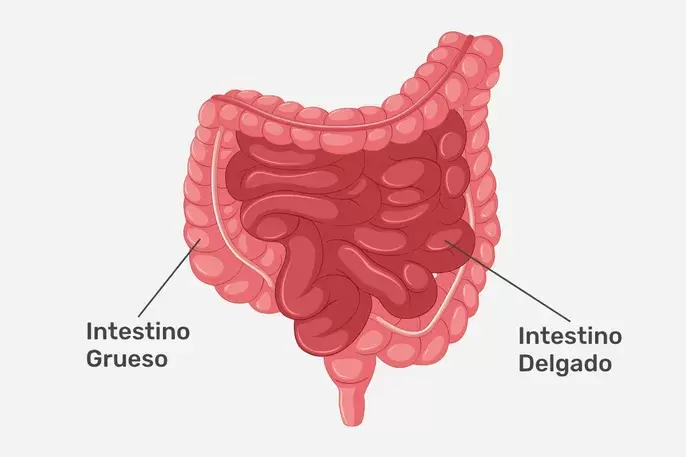 Intestino delgado y grueso.