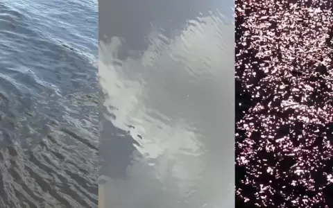 Leticia Alvarenga: "Cuerpos de agua"