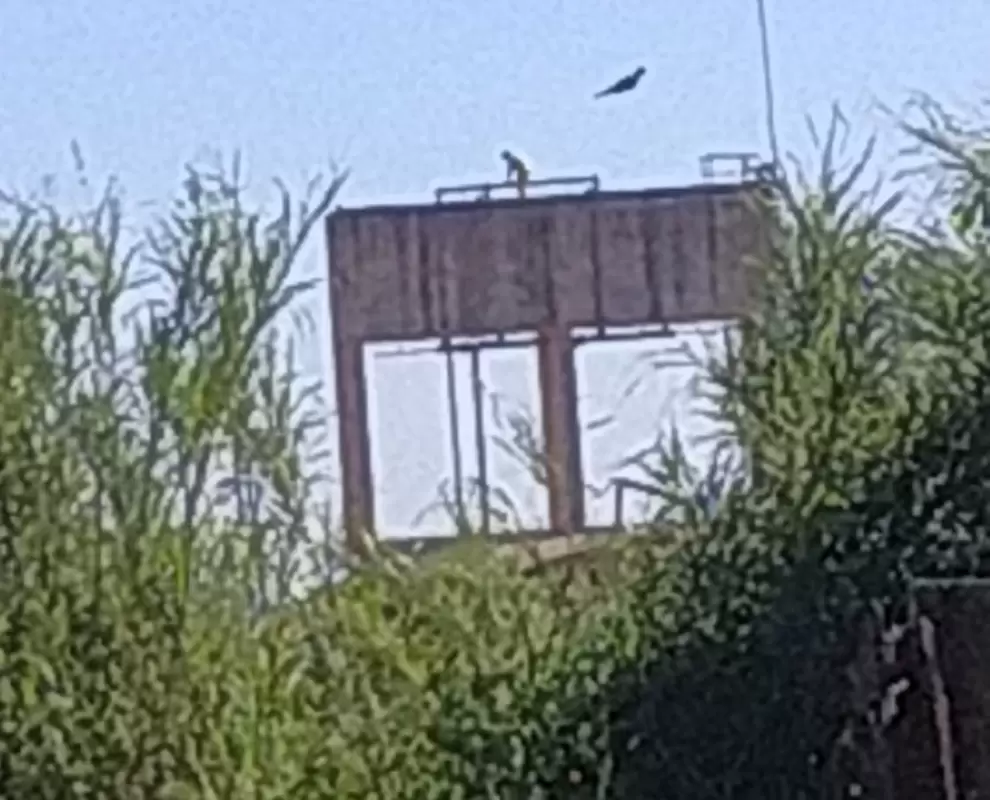 Una vecina reportó haber visto a una persona en la torre, pero se trataba de un reo haciendo trabajo de mantenimiento, según la Policía. Foto: RR. SS.