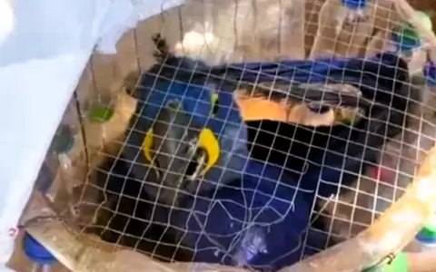 Guacamayos rescatados.