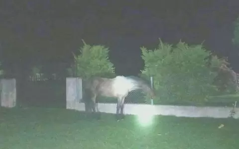 El ejemplar equino causante de la muerte del agente policial.