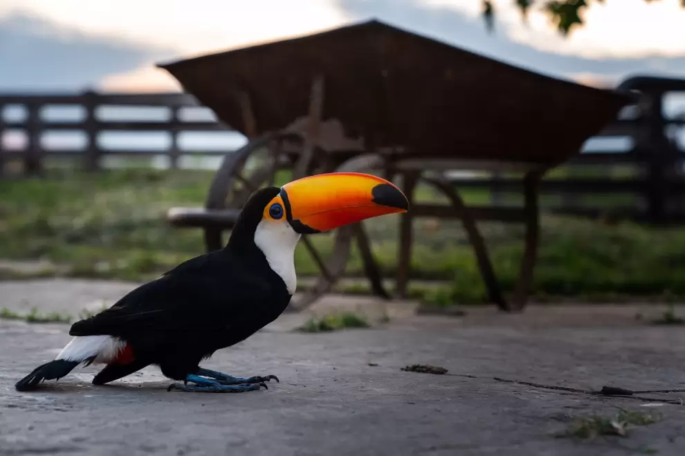 Tucán en Bahía Negra. Cortesía
