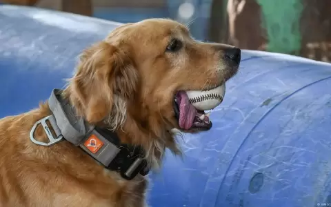 Perro jugando con pelota.