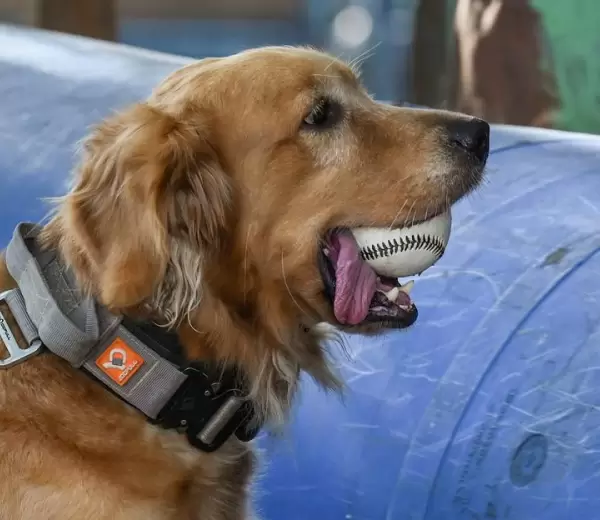 Perro jugando con pelota.