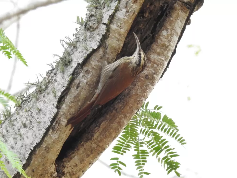 Lepidocolaptes angustirostris.