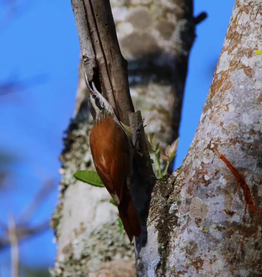 Lepidocolaptes angustirostris.