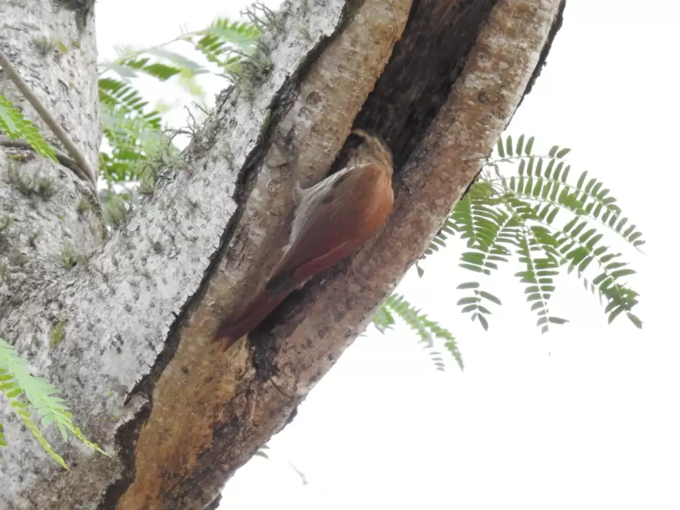 Sittasomus griseicapillus.