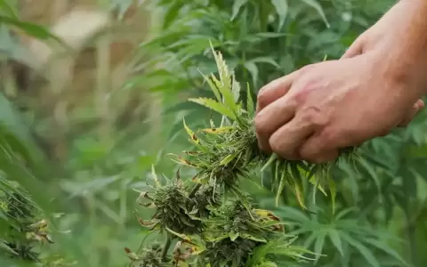 Cannabis.