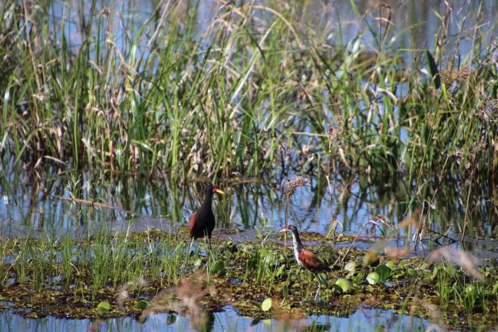 Jacana con un juvenil. Foto: Tatiana Galluppi.