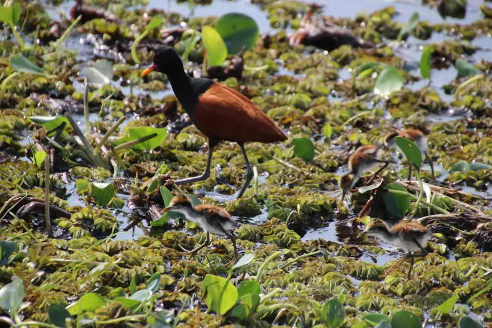 jacana sobre la vegetaci�n acu�tica.  Foto: Tatiana Galluppi.