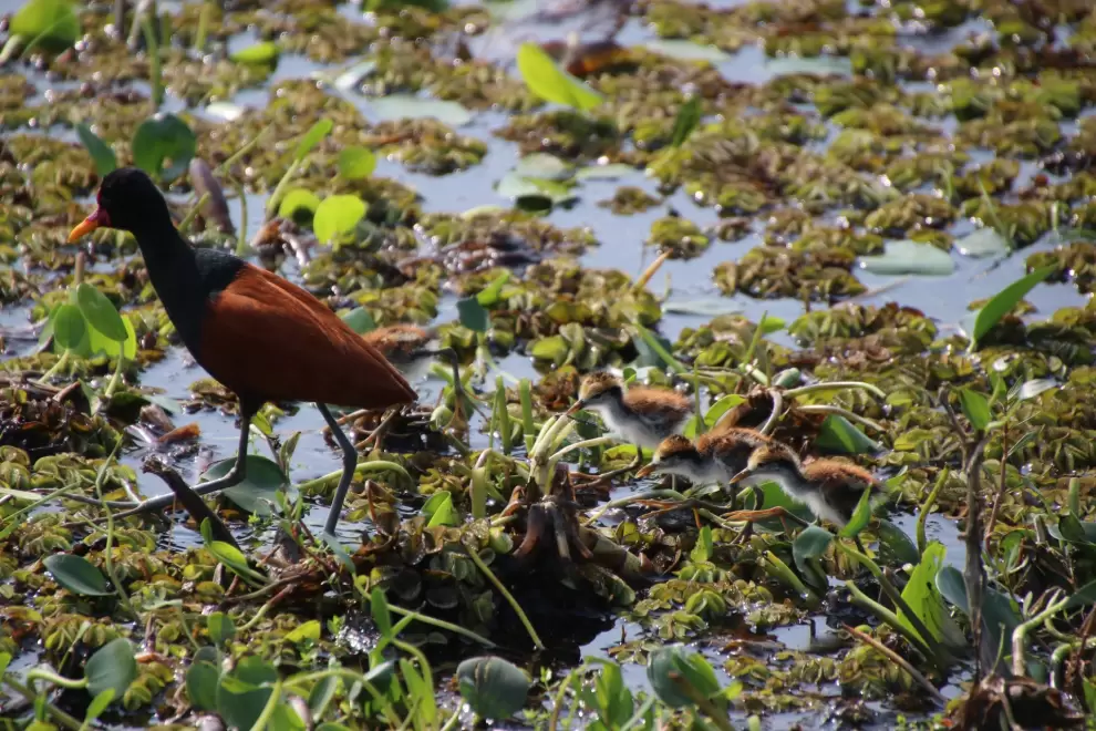 Jacana con sus pichones.