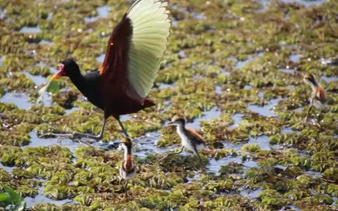 Jacana.