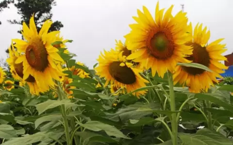 Cultivo de girasol.