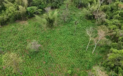 A comienzo de este mes, se destruy� 15 toneladas de marihuana y erradicadas 5 hect�reas de plantaciones de la hierba.