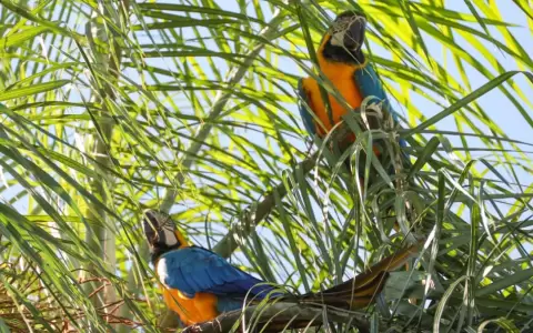 Ejemplares silvestres de gua'a kaninde (Ara ararauna).