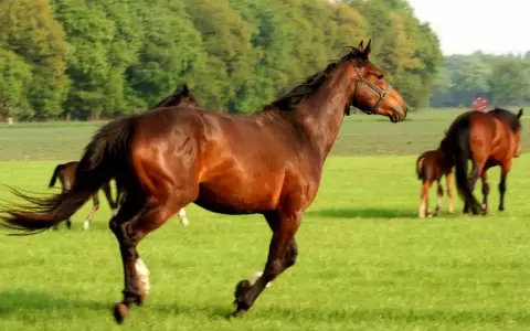 Caballo pura sangre.