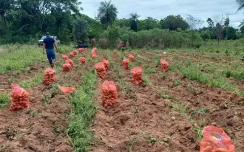 Producci�n de papa.