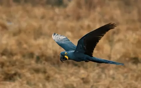 "Capturando al Cerrado", una producci�n de Chaco Films.