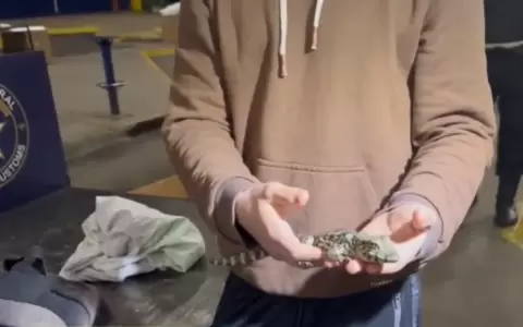 Los reptiles estaban ocultos en frascos y bolsas dentro de una mochila.