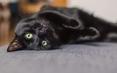 Alertan sobre cuidados a gatos y perros negros.